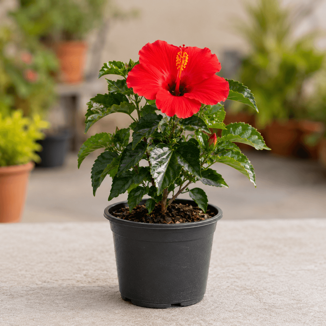 Flowering plants for every home