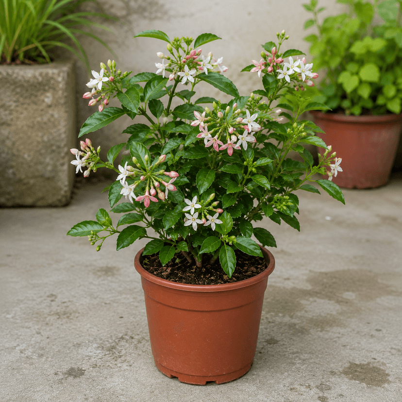 Madhumalti Plant